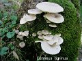 Lentinus tigrinus-amf1150
